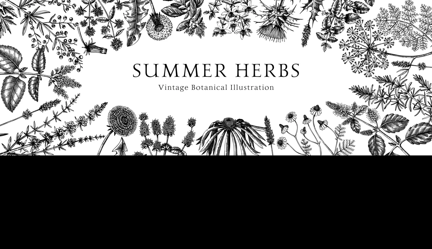 Vector herbs and meadows background. Aromatic plants vintage banner. Medicinal herb sketches. Botanical design for cosmetics, perfumery, herbal tea and herbal medicine. Floral frame Illustration